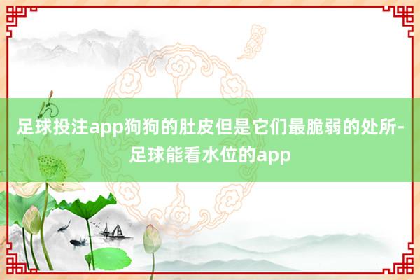 足球投注app狗狗的肚皮但是它们最脆弱的处所-足球能看水位的app